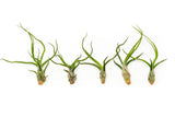 Tillandsia Bulbosa Guatemala Air Plants