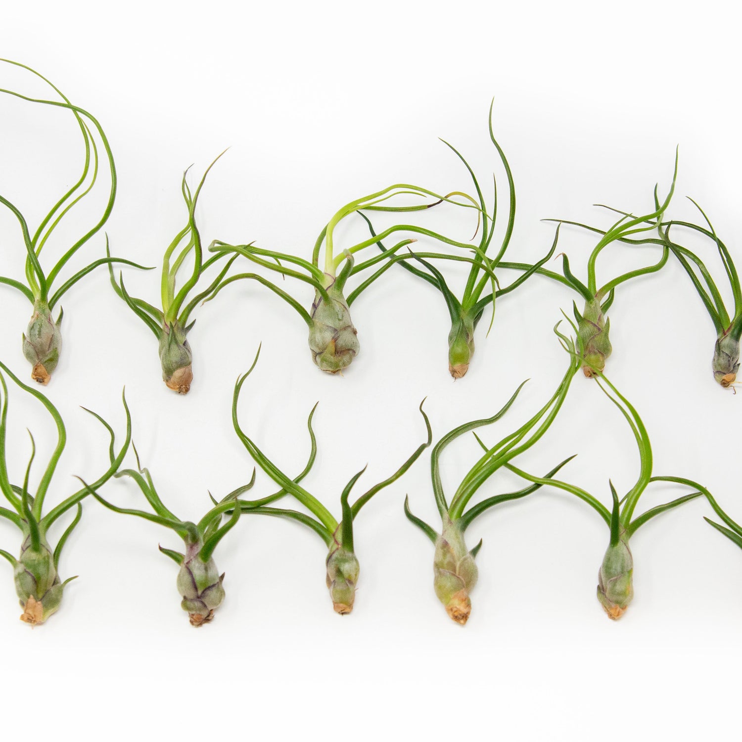 SALE - Tillandsia Bulbosa Guatemala Air Plants - Set of 10, 20, or 30 - 40% Off