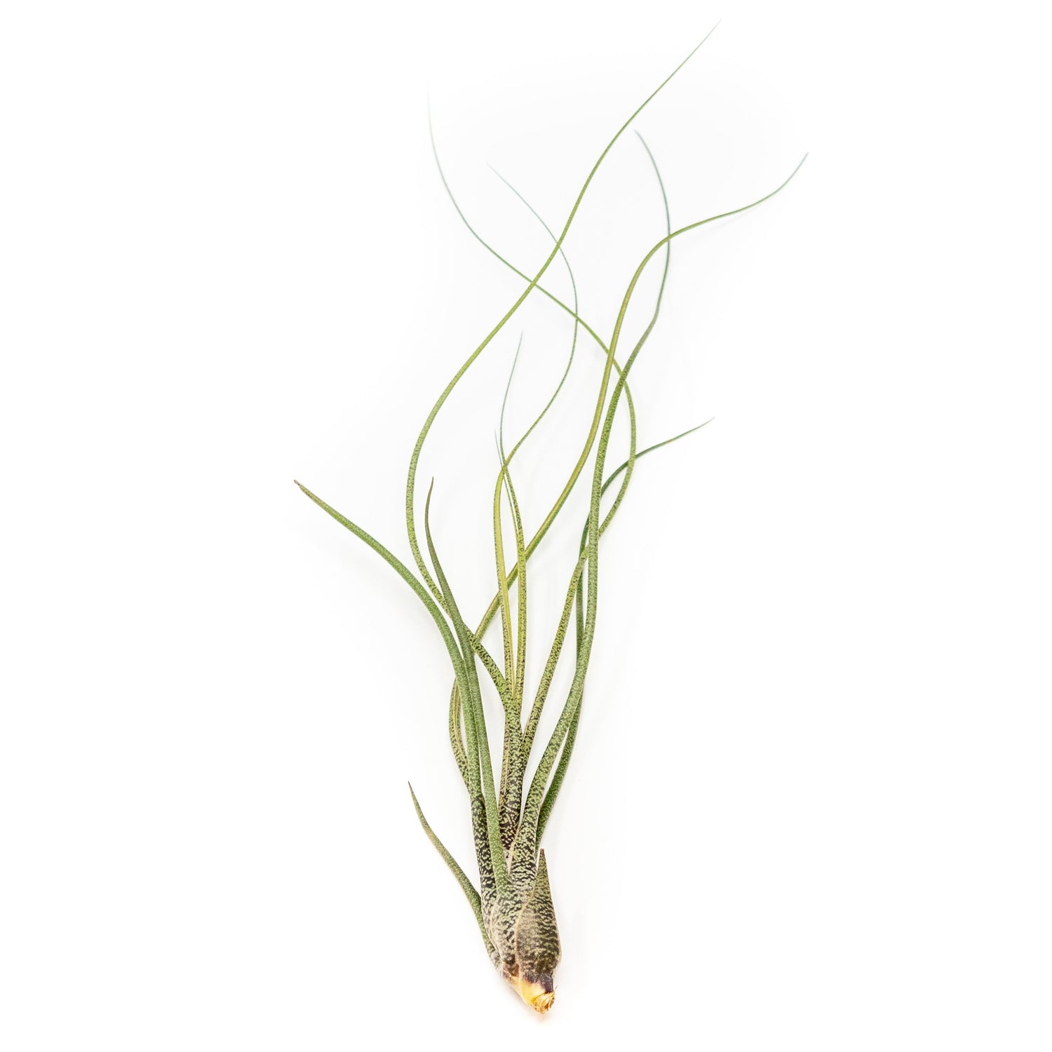 BLOOM SALE - Large Tillandsia Butzii Air Plants - Set of 10 or 20 Air Plants - 40% Off