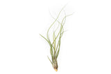 BLOOM SALE - Large Tillandsia Butzii Air Plants - Set of 10 or 20 Air Plants - 40% Off
