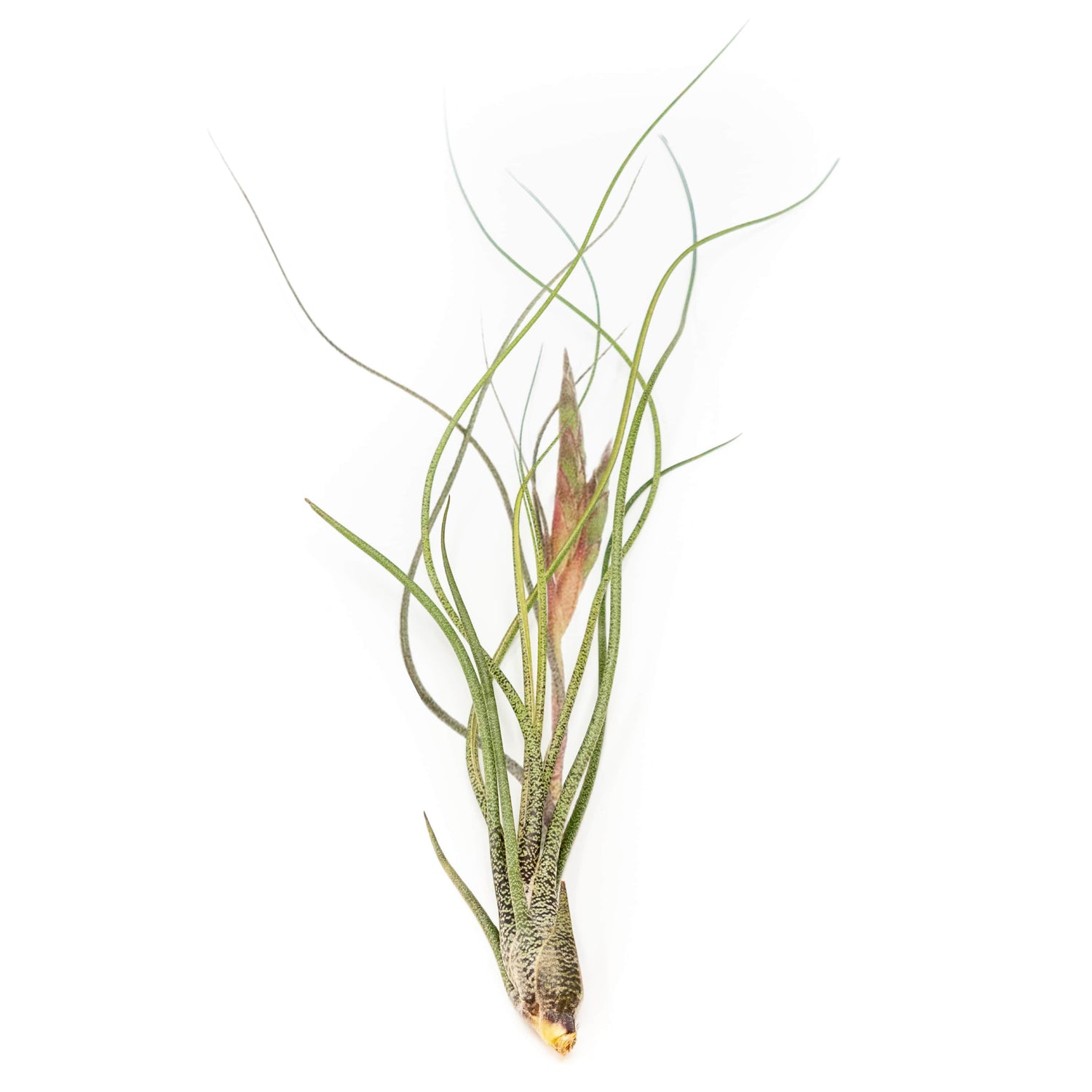 Large Tillandsia Butzii Air Plants / 6-9 Inch Plants