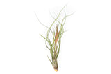 Large Tillandsia Butzii Air Plants / 6-9 Inch Plants