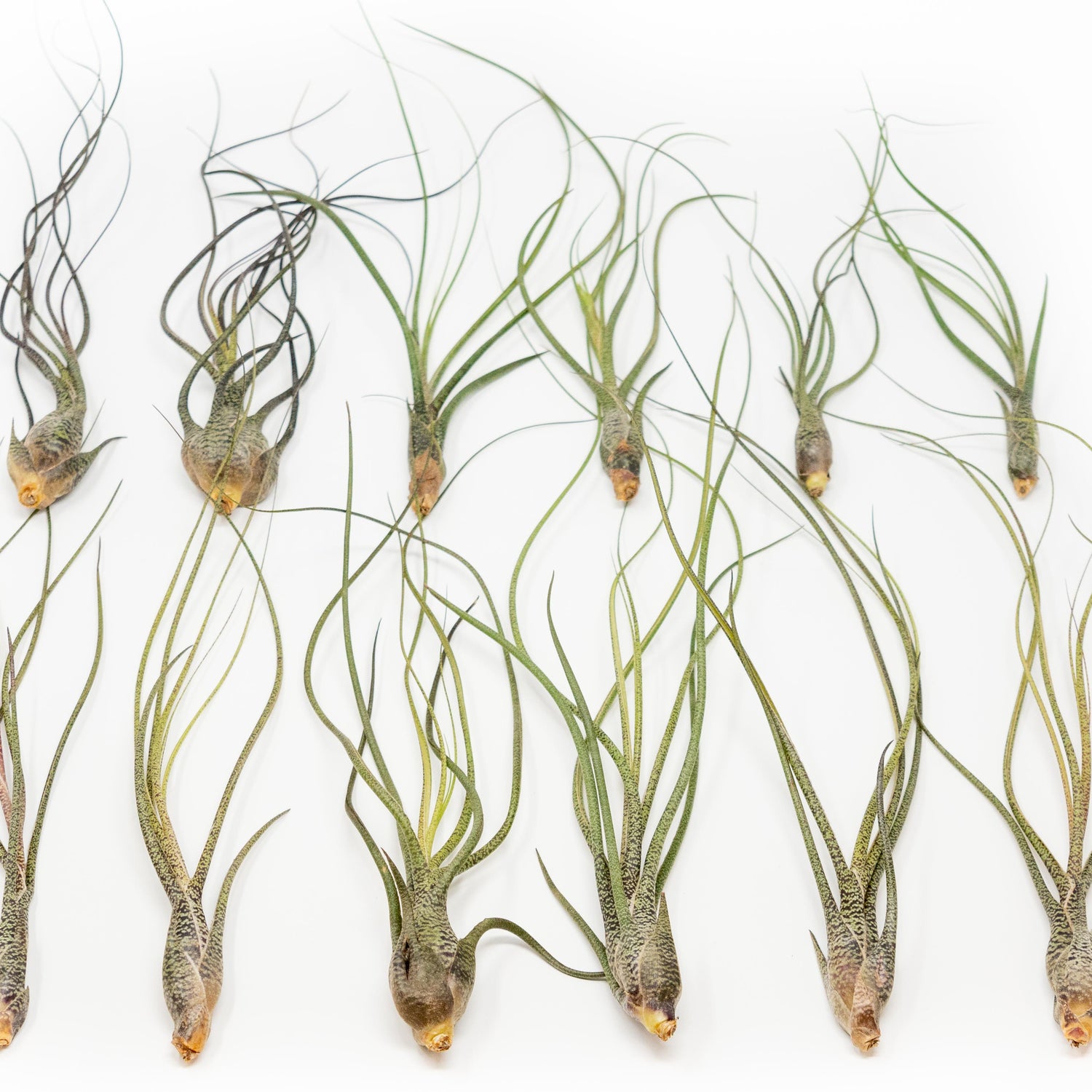 BLOOM SALE - Large Tillandsia Butzii Air Plants - Set of 10 or 20 Air Plants - 40% Off