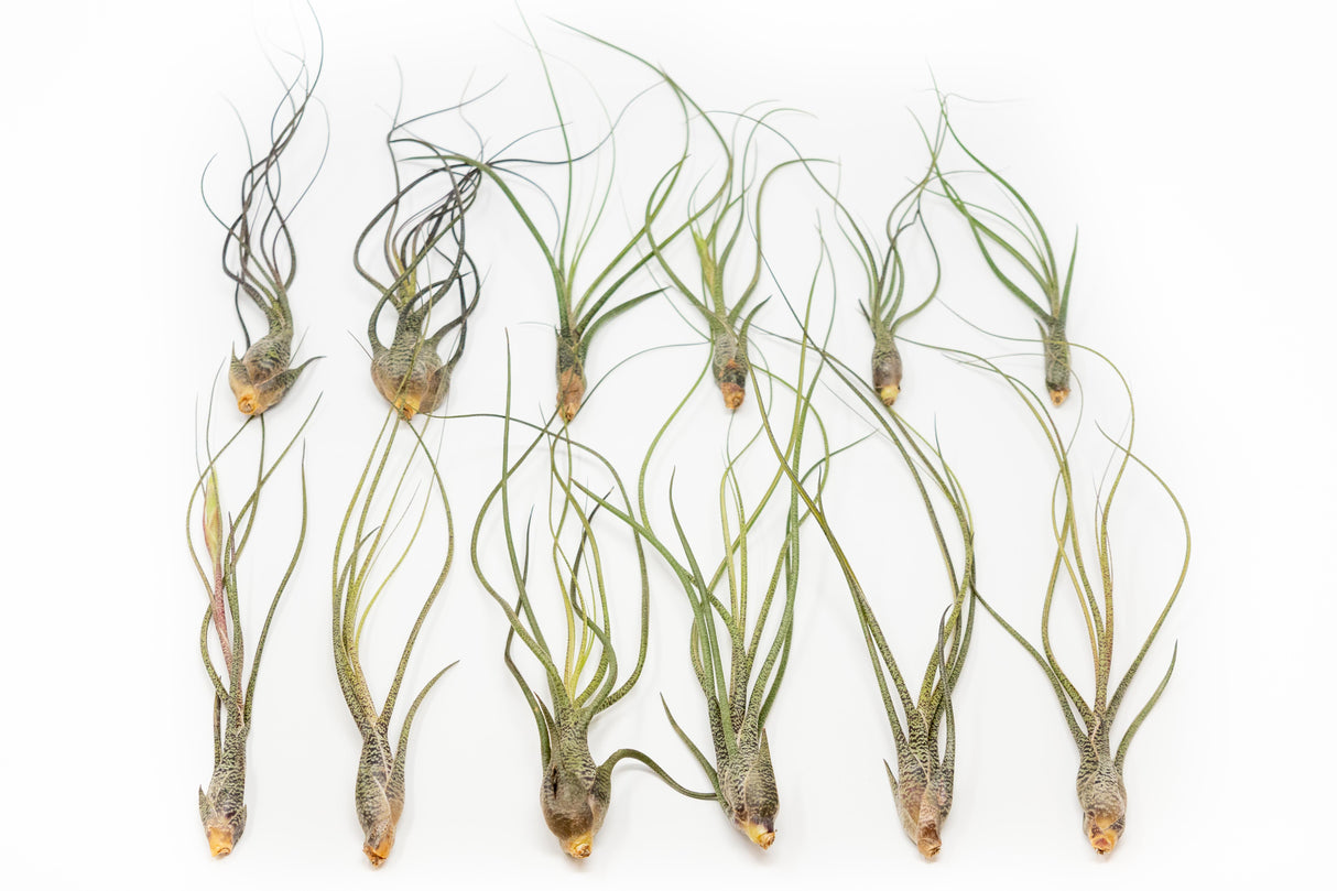 BLOOM SALE - Large Tillandsia Butzii Air Plants - Set of 10 or 20 Air Plants - 40% Off