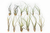 BLOOM SALE - Large Tillandsia Butzii Air Plants - Set of 10 or 20 Air Plants - 40% Off