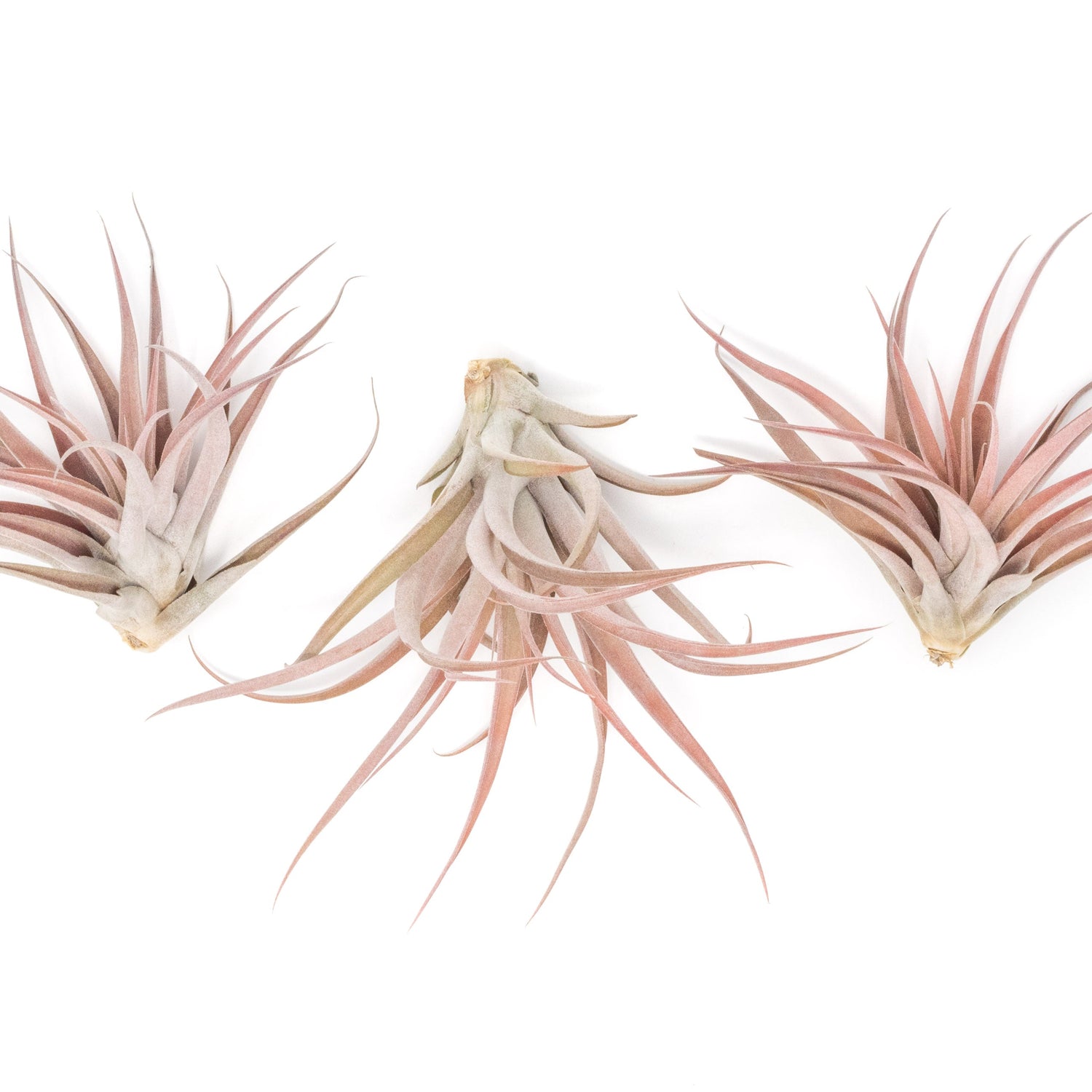 SALE - XL Tillandsia Capitata Peach - Set of  5, 10, or 20 Air Plants - 50% Off