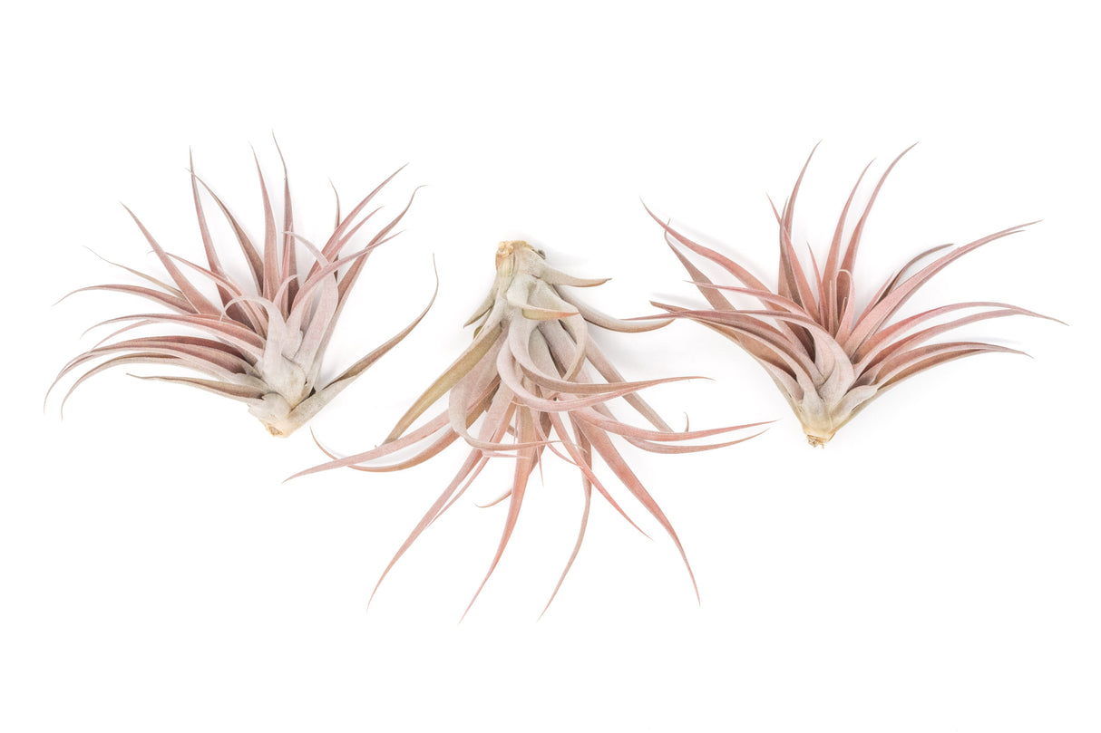 SALE - XL Tillandsia Capitata Peach - Set of  5, 10, or 20 Air Plants - 50% Off
