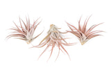 SALE - XL Tillandsia Capitata Peach - Set of  5, 10, or 20 Air Plants - 50% Off