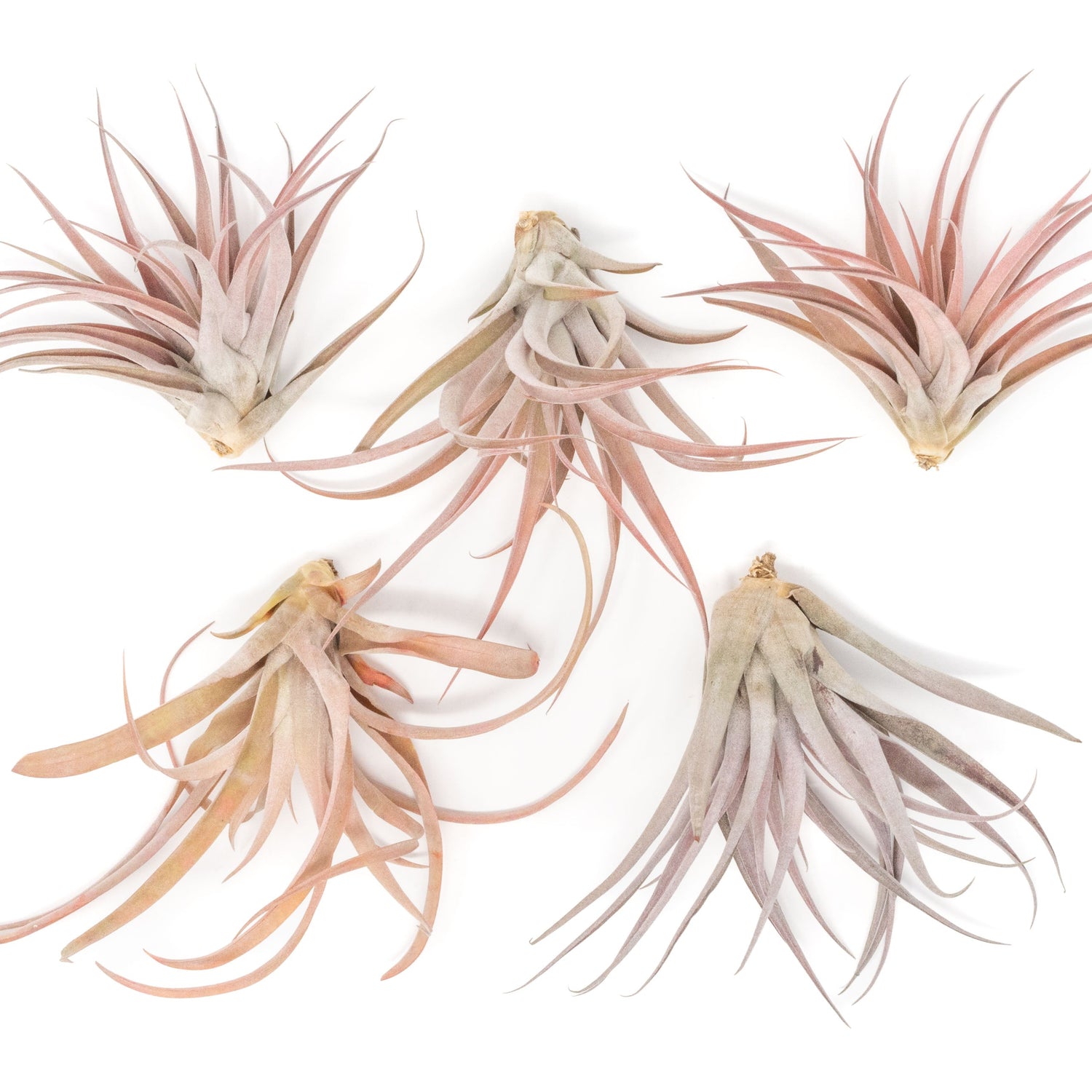 SALE - XL Tillandsia Capitata Peach - Set of  5, 10, or 20 Air Plants - 50% Off