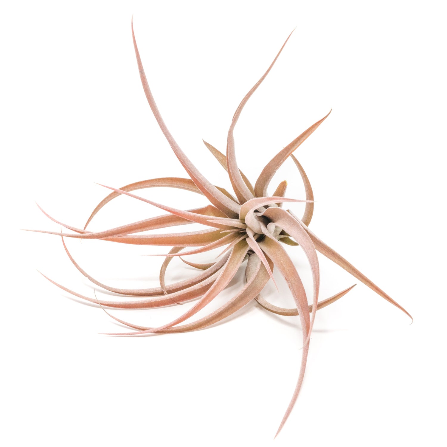 SALE - XL Tillandsia Capitata Peach - Set of  5, 10, or 20 Air Plants - 50% Off
