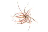 SALE - XL Tillandsia Capitata Peach - Set of  5, 10, or 20 Air Plants - 50% Off