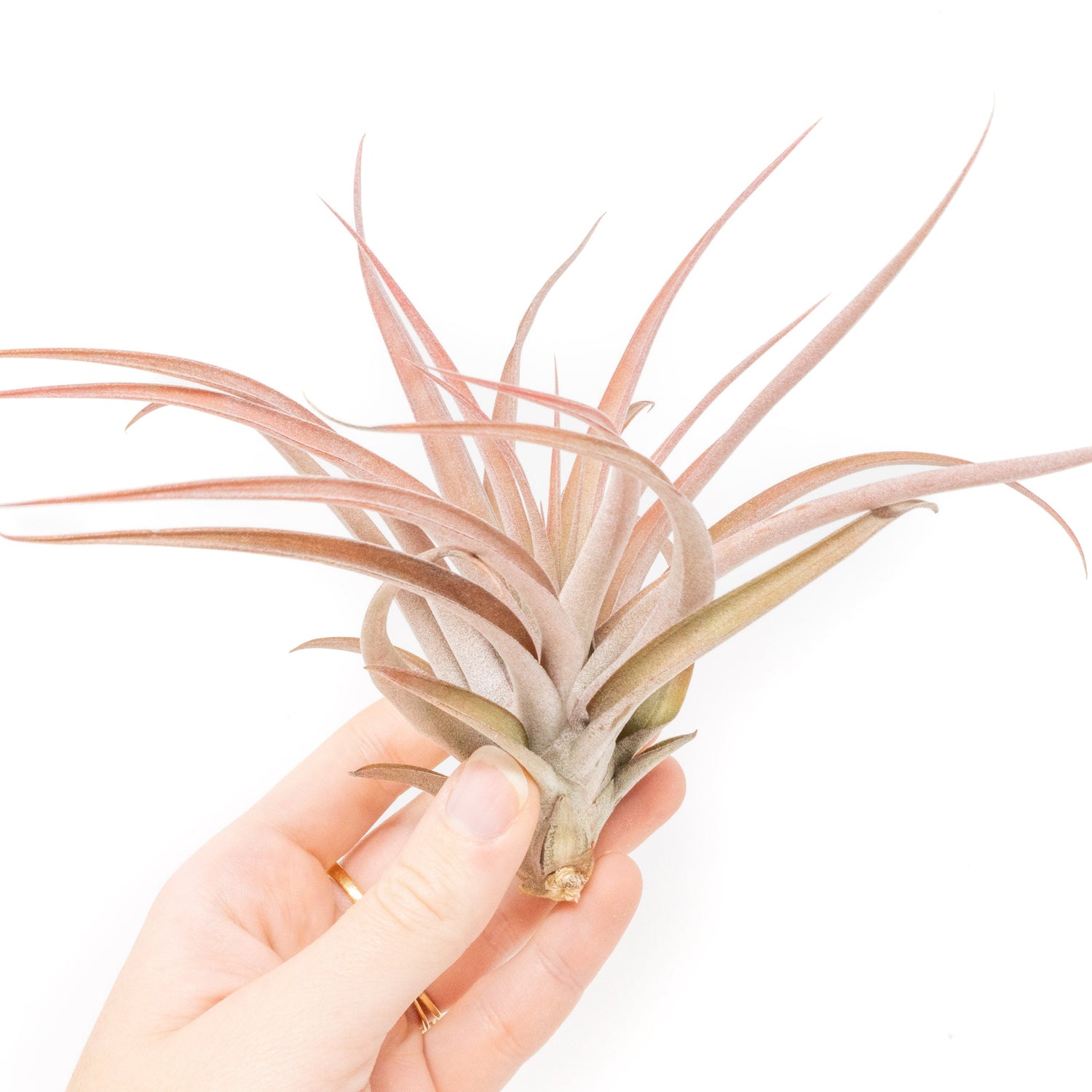 Large Tillandsia Capitata Peach Air Plants / 4-6 Inch Plants