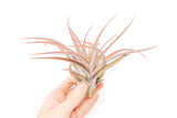 SALE - XL Tillandsia Capitata Peach - Set of  5, 10, or 20 Air Plants - 50% Off