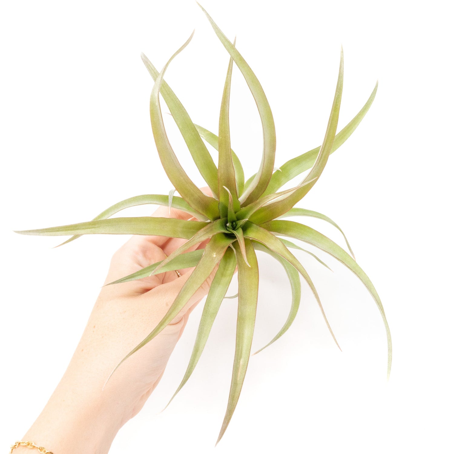 [IN BLUSH NOW!] Tillandsia 'Capitata Red' Air Plants