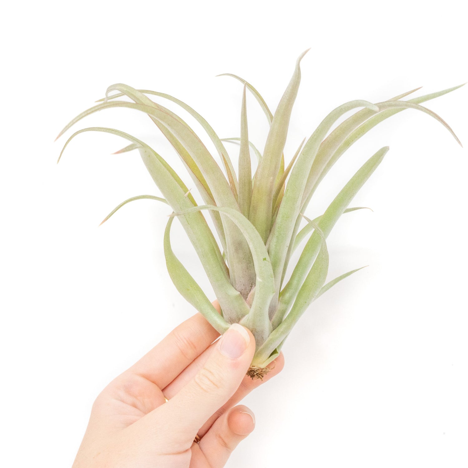 [IN BLUSH NOW!] Tillandsia 'Capitata Red' Air Plants