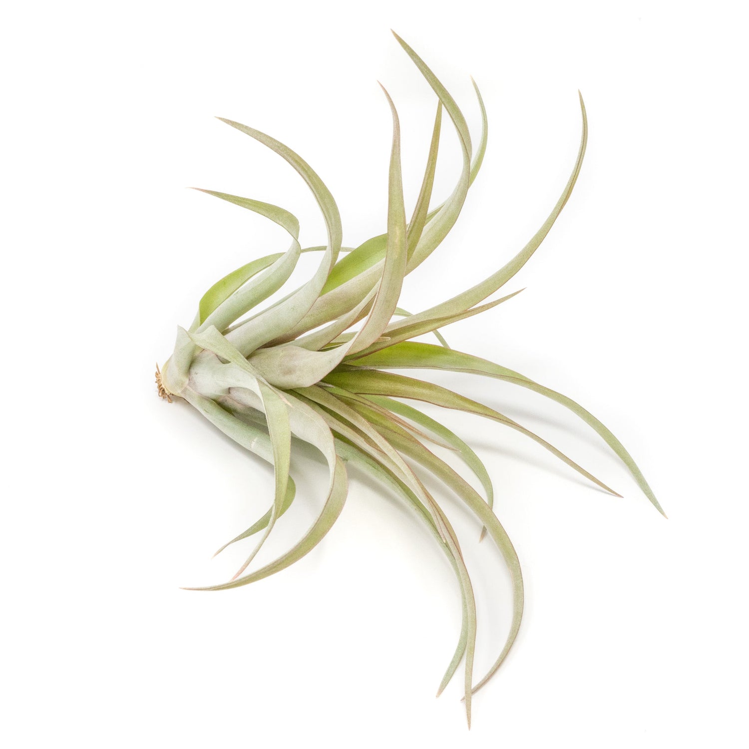 [IN BLUSH NOW!] Tillandsia 'Capitata Red' Air Plants