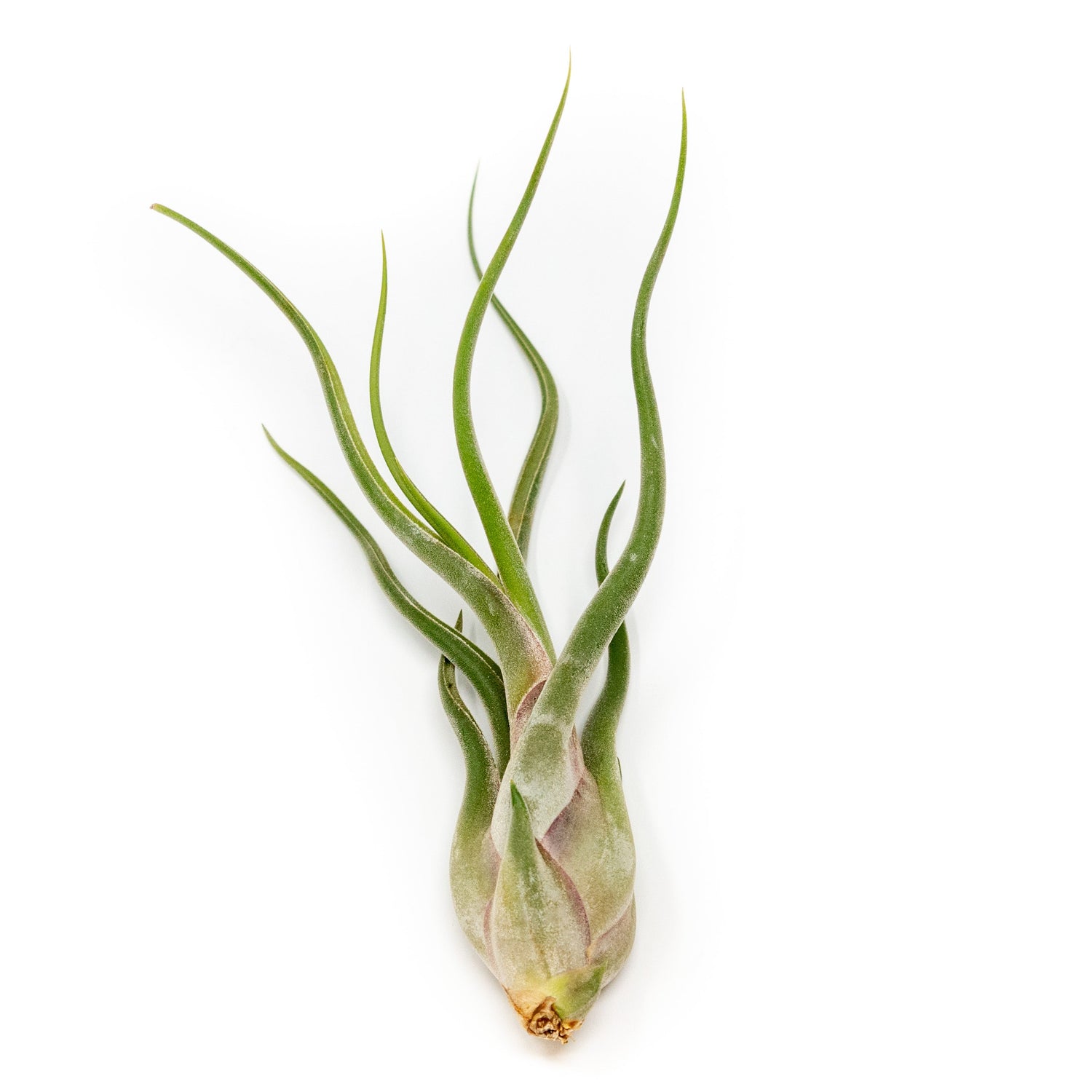 SALE - Tillandsia Caput Medusae Air Plants - Set of 10 or 20 - 70% Off