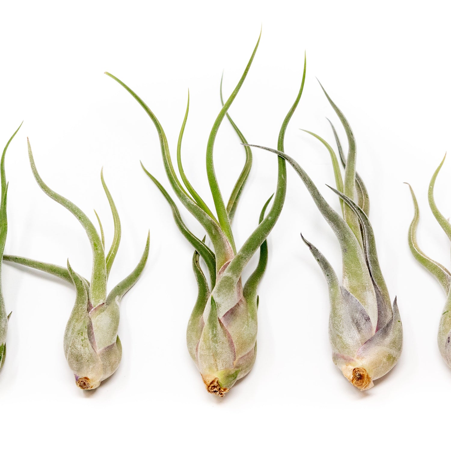 Tillandsia Caput Medusae Air Plants