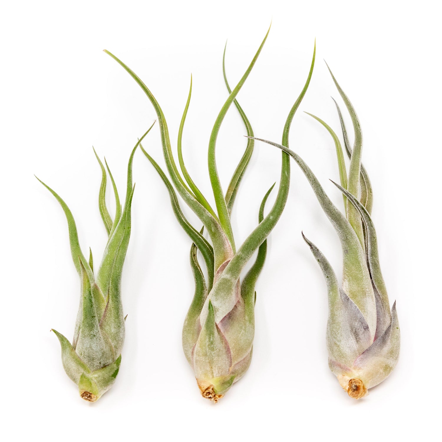 SALE - Tillandsia Caput Medusae Air Plants - Set of 10 or 20 - 70% Off