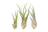 SALE - Tillandsia Caput Medusae Air Plants - Set of 10 or 20 - 70% Off