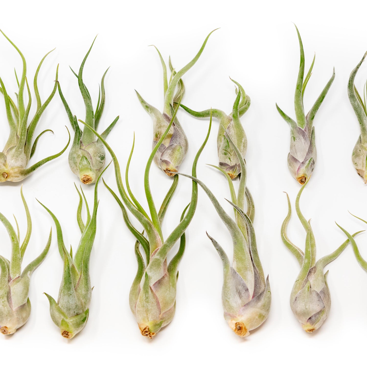 SALE - Tillandsia Caput Medusae Air Plants - Set of 10 or 20 - 70% Off