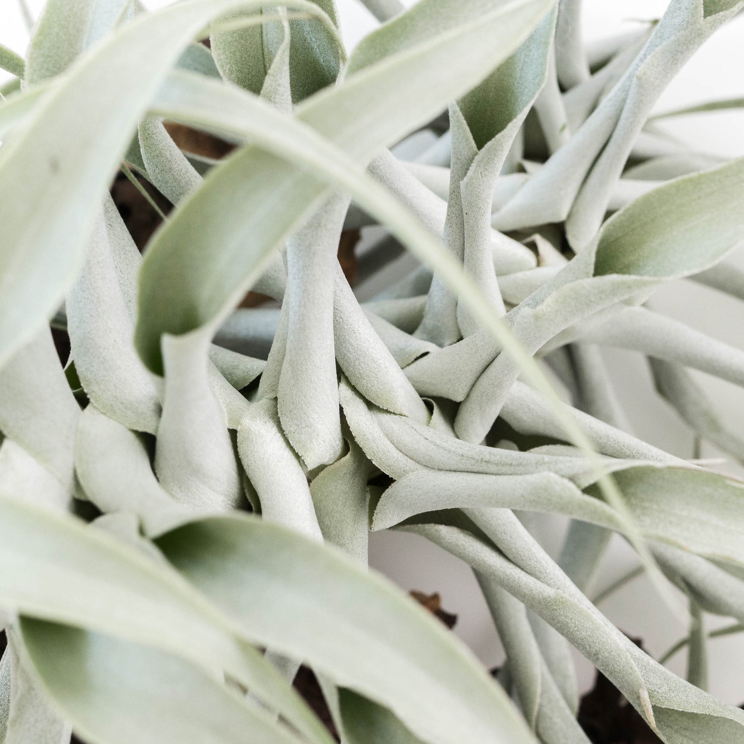 Tillandsia Cacticola Long Form Silver Air Plants