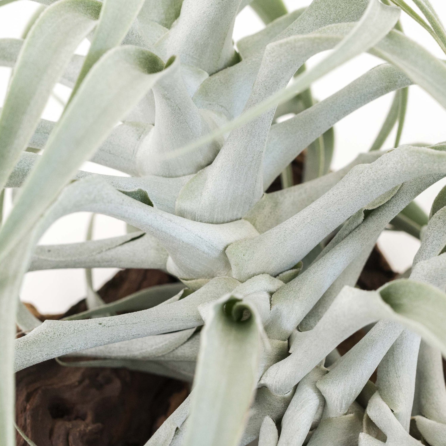 Tillandsia Cacticola Long Form Silver Air Plants