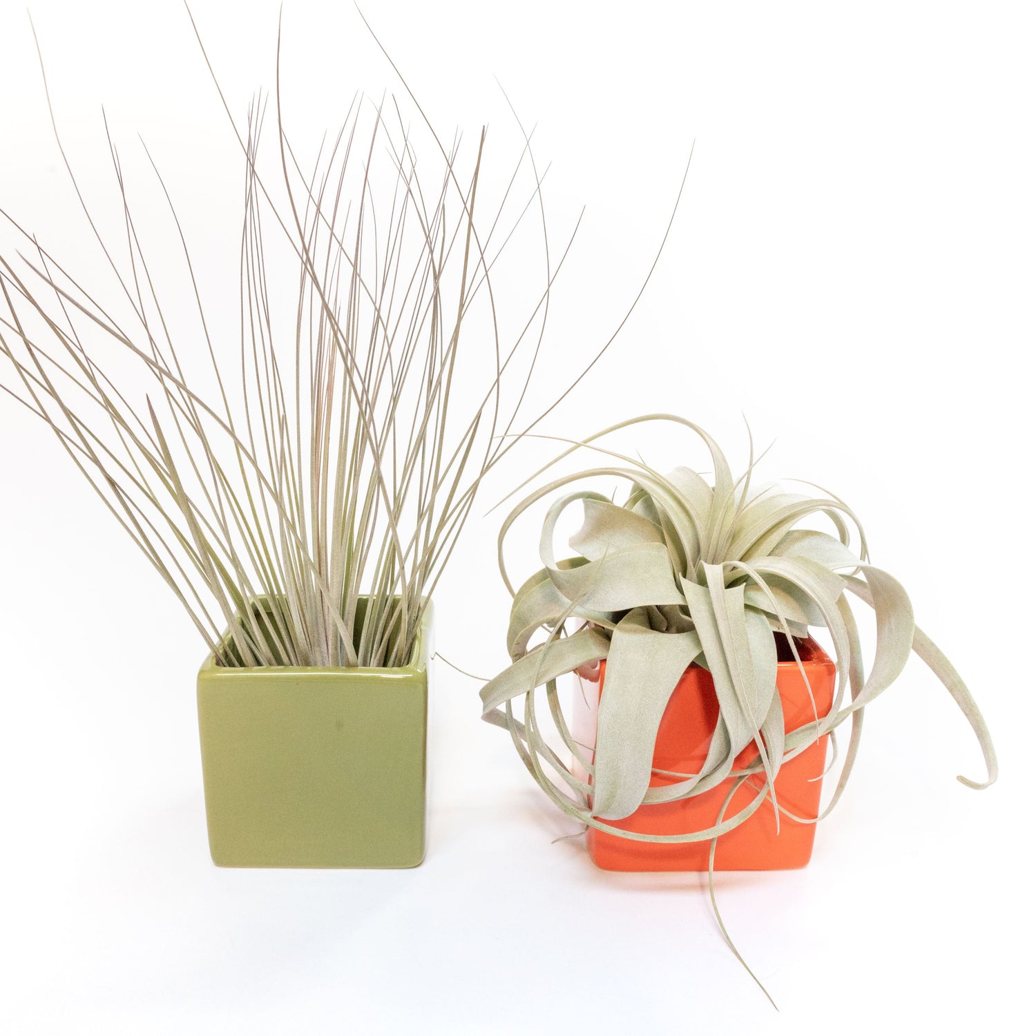 Air Plant Supply Co. Brand Colors Set - Two Ceramic Cube Containers with Tillandsia Xerographica Mini and Juncea
