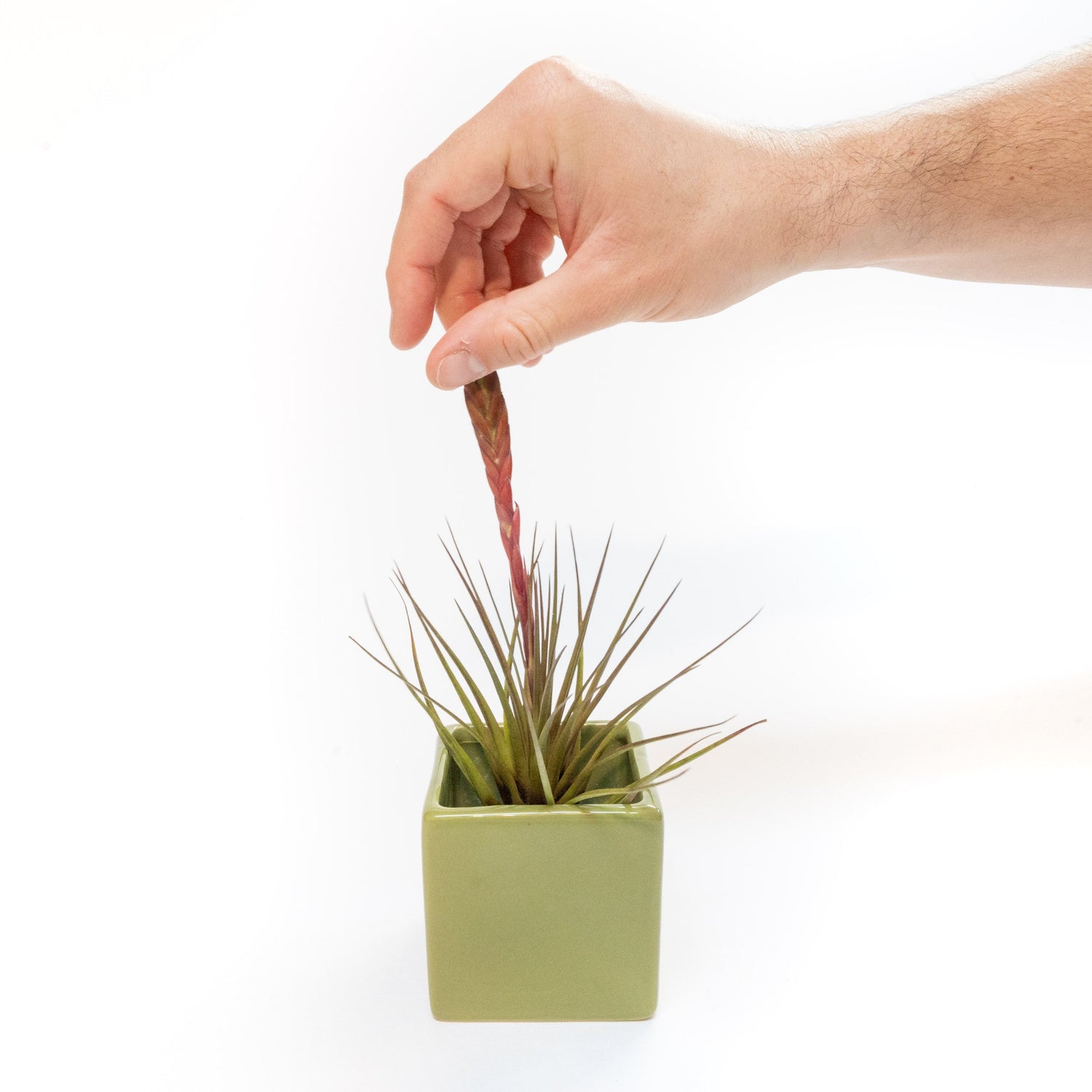 Avocado Green Ceramic Cube Container with Custom Tillandsia Air Plant