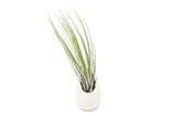 Gift Wrapped Large Ivory Ceramic Vase With Assorted Tillandsia Air Plant