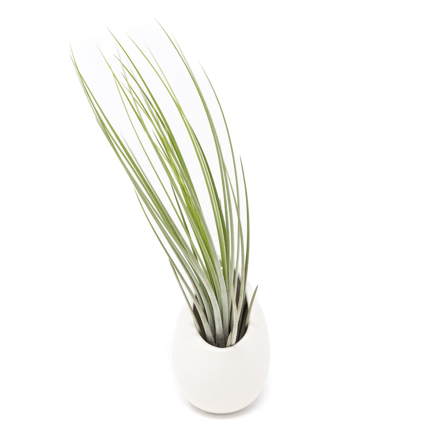 Small Ivory Ceramic Hanging Planter With Flat Bottom