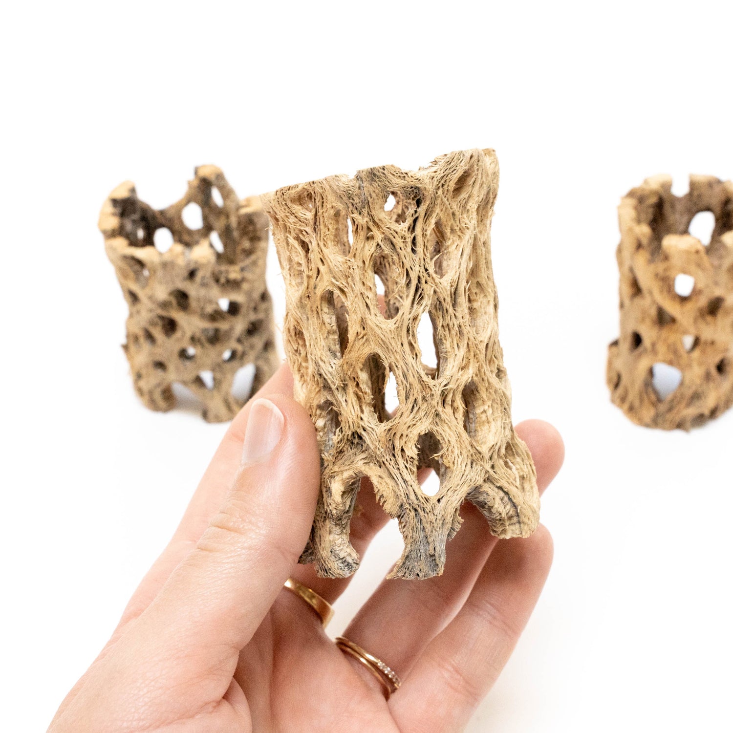 Natural Cholla Wood Container - 3 Inches Tall