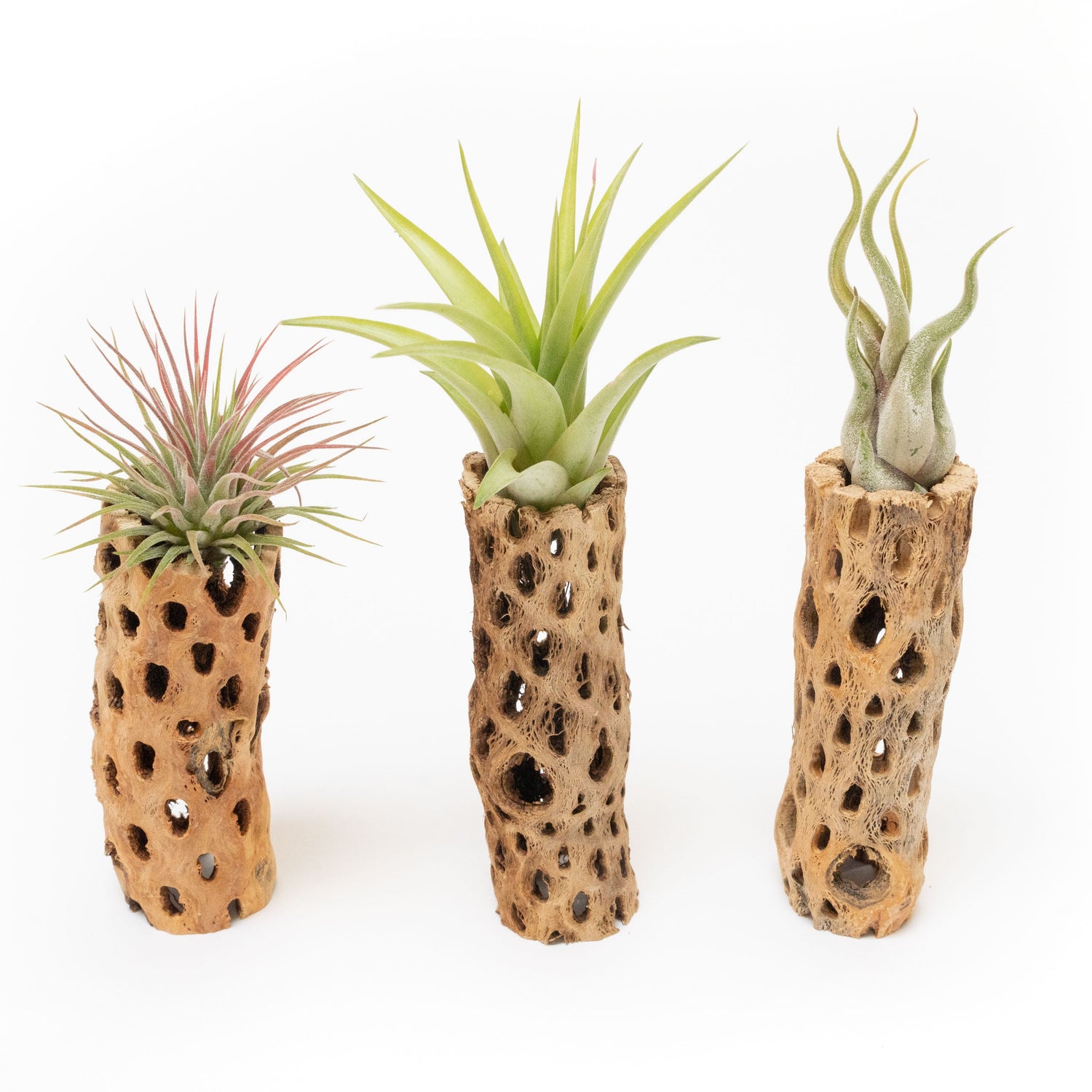 Natural Cholla Wood Container - 6 Inches Tall with Tillandsia Assorted Air Plants