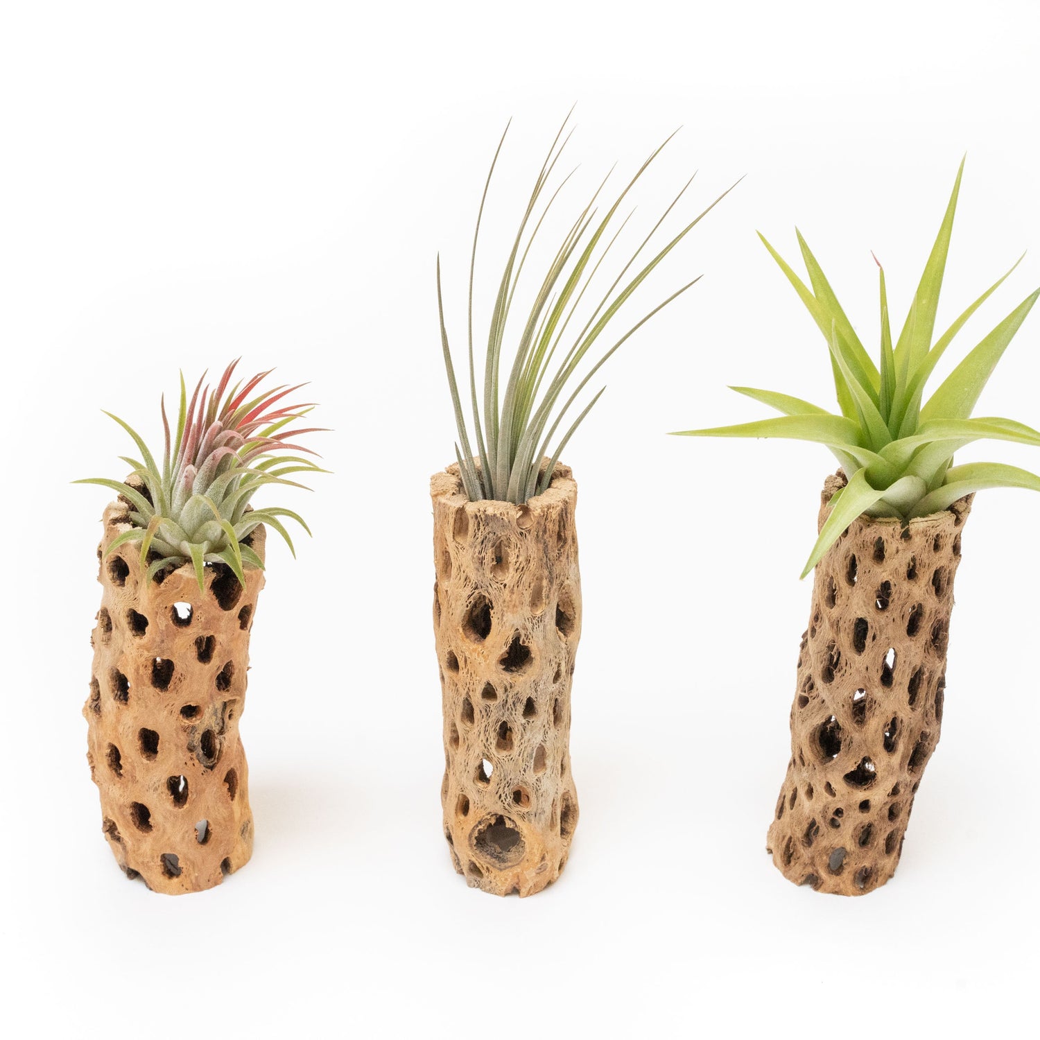 Natural Cholla Wood Container - 6 Inches Tall with Tillandsia Assorted Air Plants
