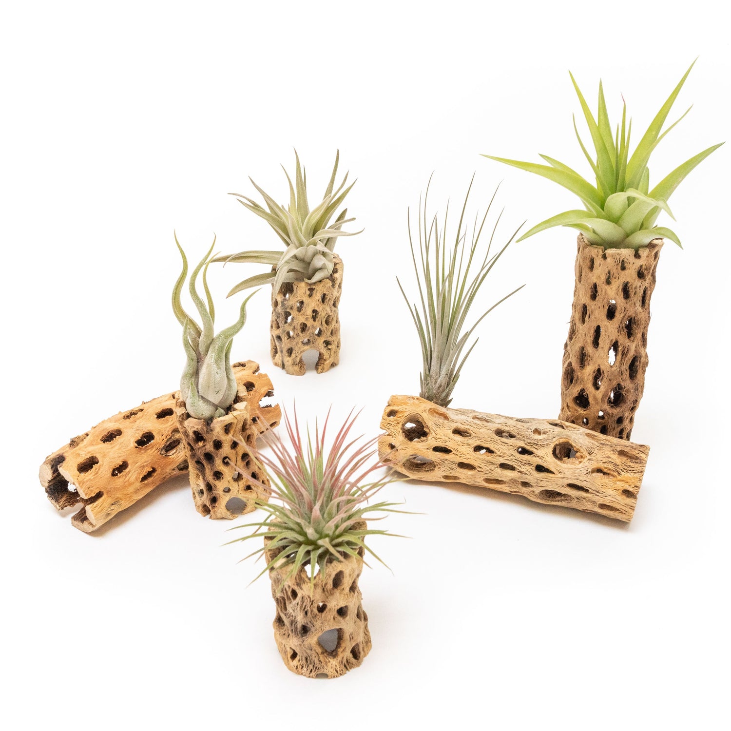 Natural Cholla Wood Container - 6 Inches Tall with Tillandsia Assorted Air Plants
