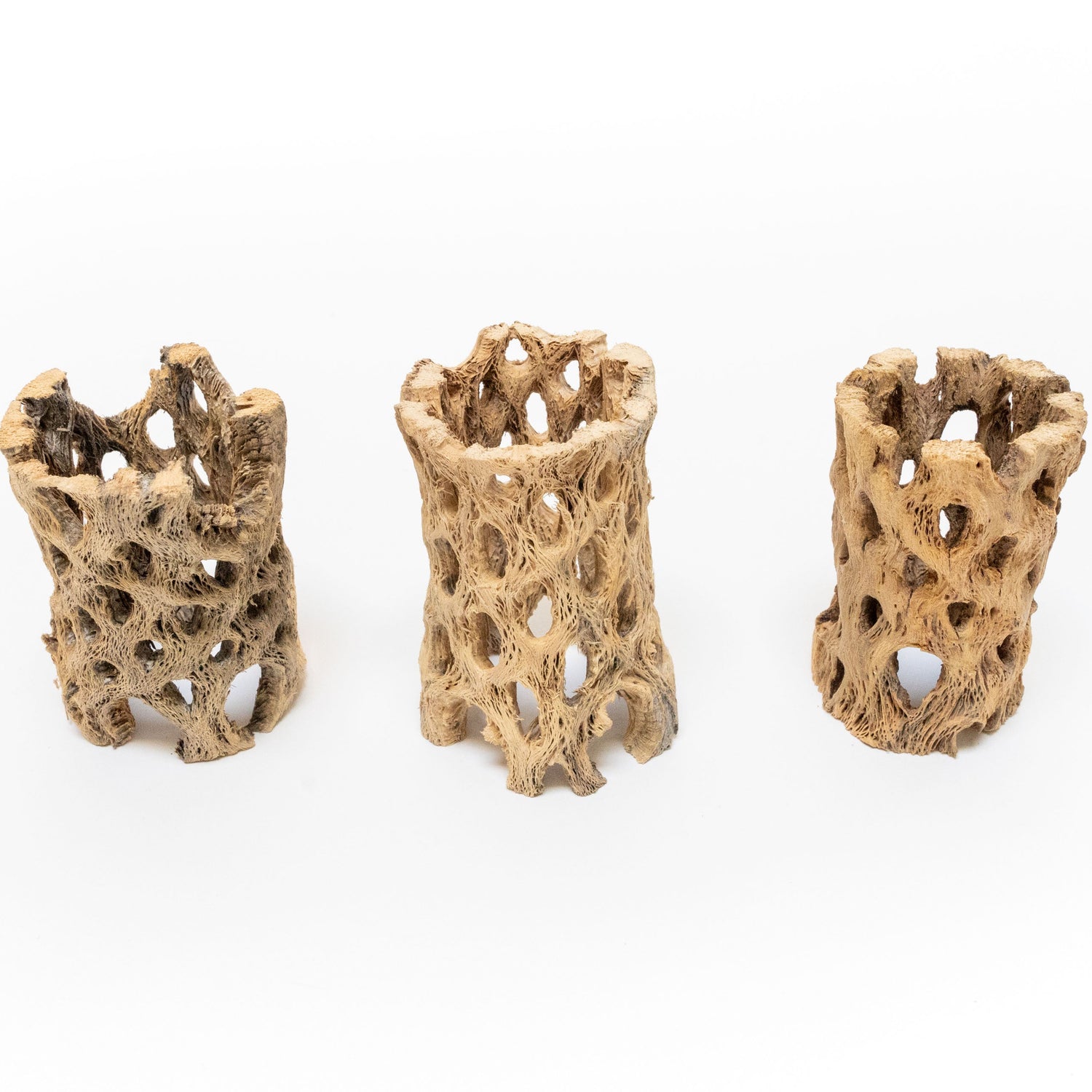 Natural Cholla Wood Container - 3 Inches Tall