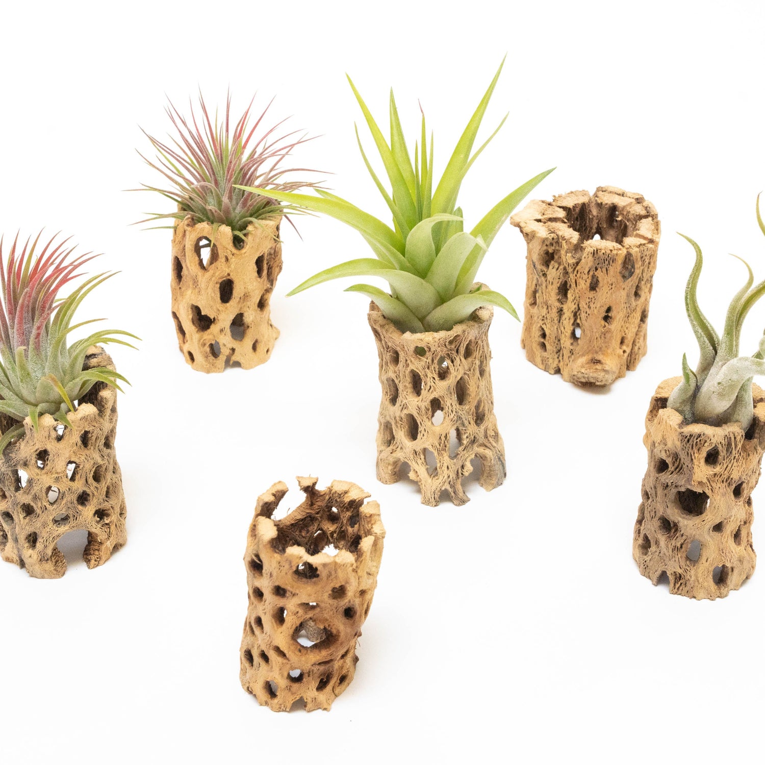 Natural Cholla Wood Container - 3 Inches Tall