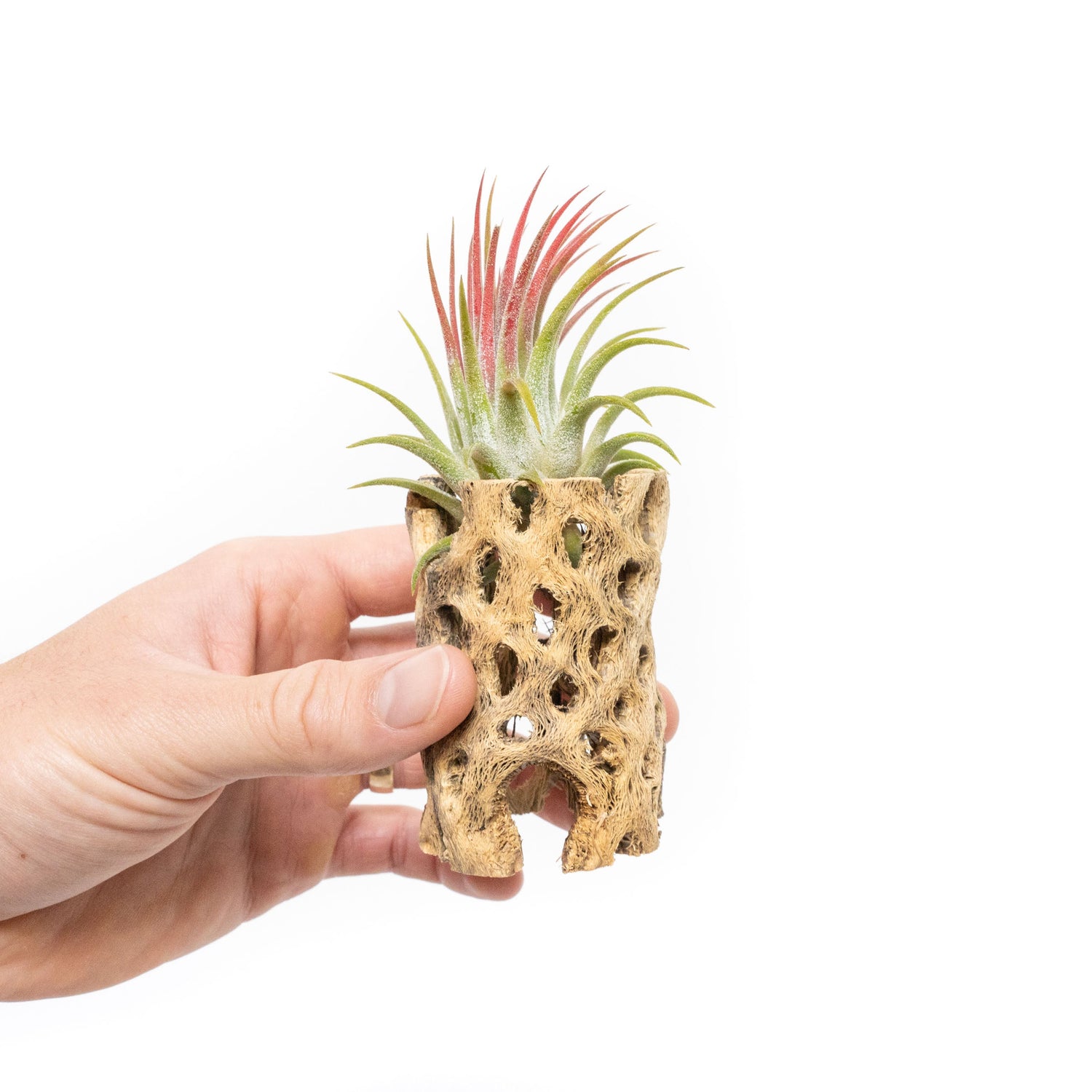 Natural Cholla Wood Container - 3 Inches Tall with Tillandsia Ionantha Air Plant