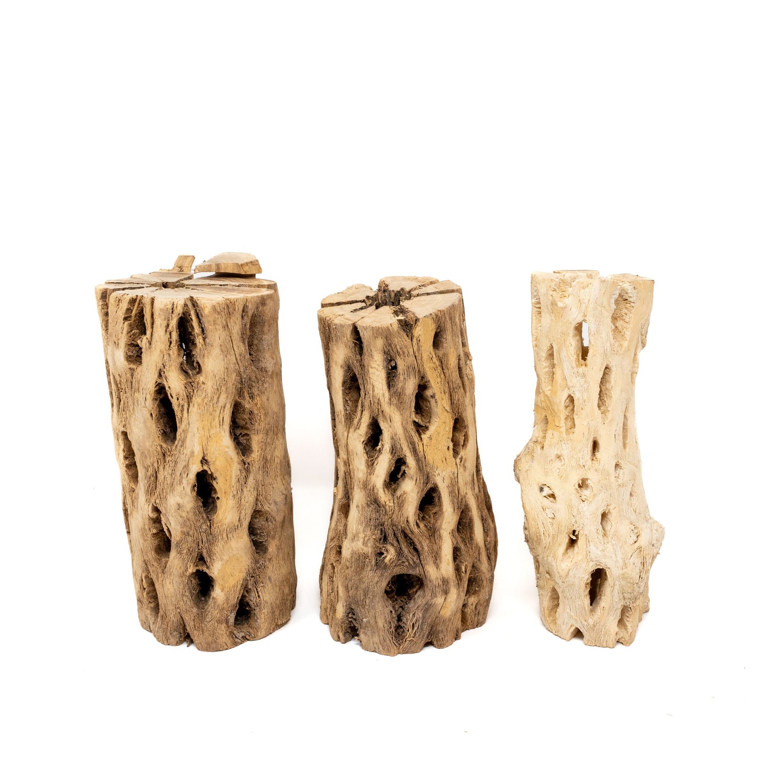 Natural Cholla Wood Container - 6 Inches Tall with Tillandsia Assorted Air Plants