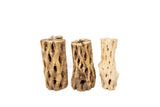 Natural Cholla Wood Container - 6 Inches Tall with Tillandsia Assorted Air Plants