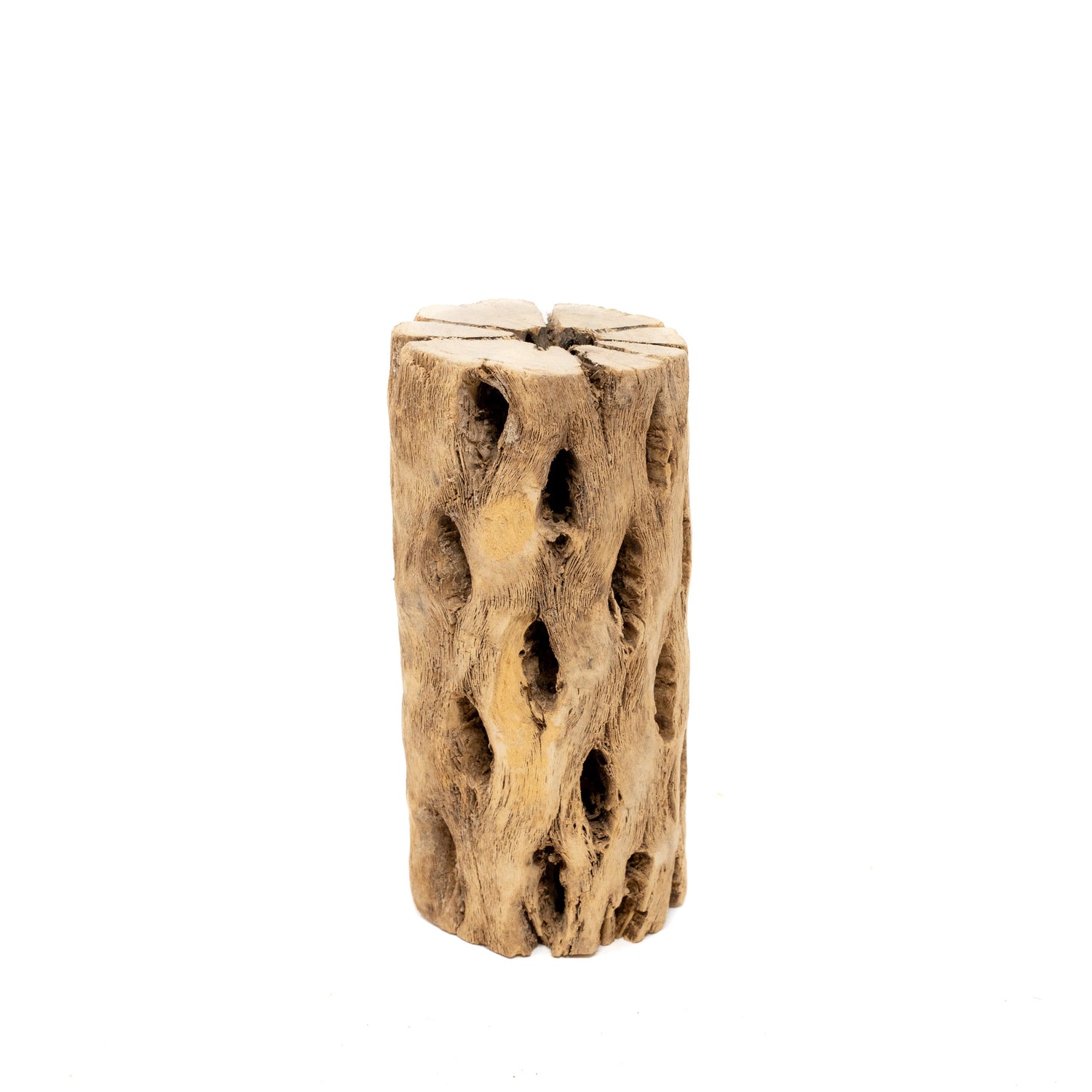 Natural Cholla Wood Container - 6 Inches Tall with Tillandsia Assorted Air Plants