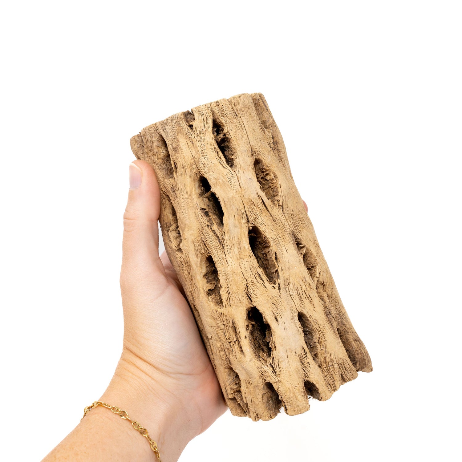 Natural Cholla Wood Container - 6 Inches Tall with Tillandsia Assorted Air Plants