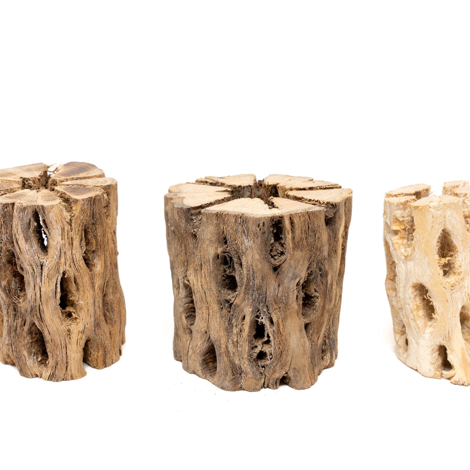 SALE - Natural Cholla Wood Containers with Assorted Tillandsia Air Plants - Set of 3 - 20% Off