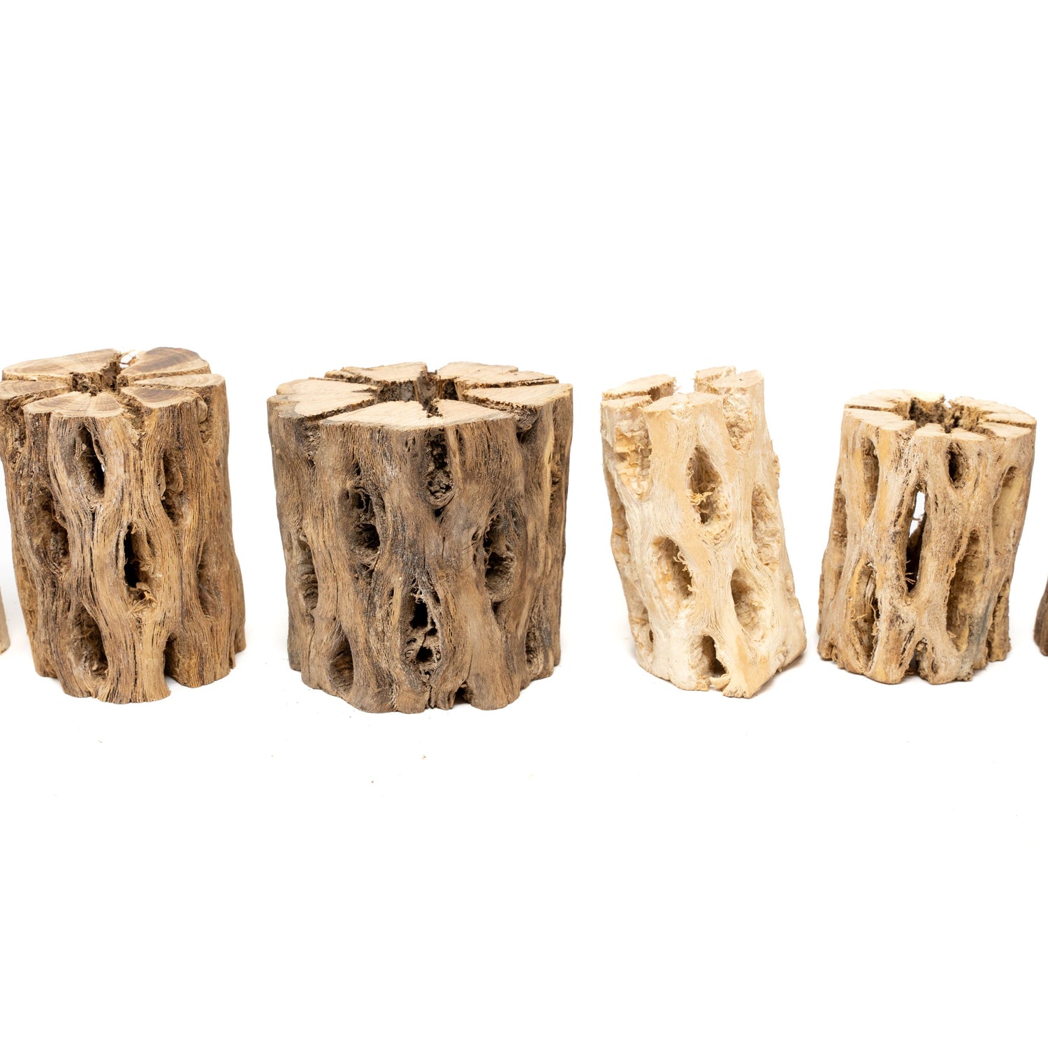 SALE - Natural Cholla Wood Containers with Assorted Tillandsia Air Plants - Set of 3 - 20% Off
