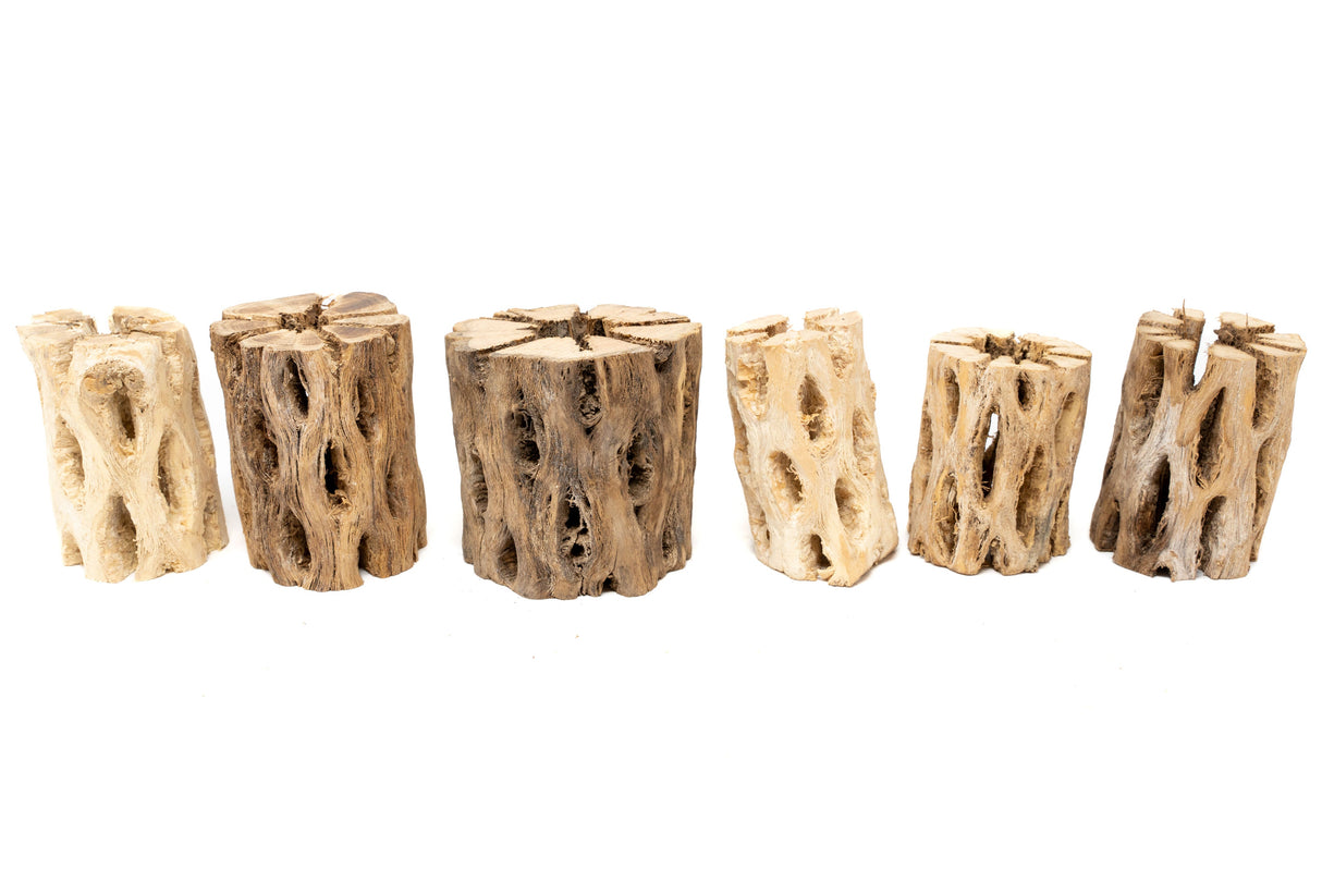 Natural Cholla Wood Container - 3 Inches Tall with Assorted Tillandsia Air Plants
