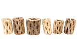 Natural Cholla Wood Container - 3 Inches Tall with Assorted Tillandsia Air Plants