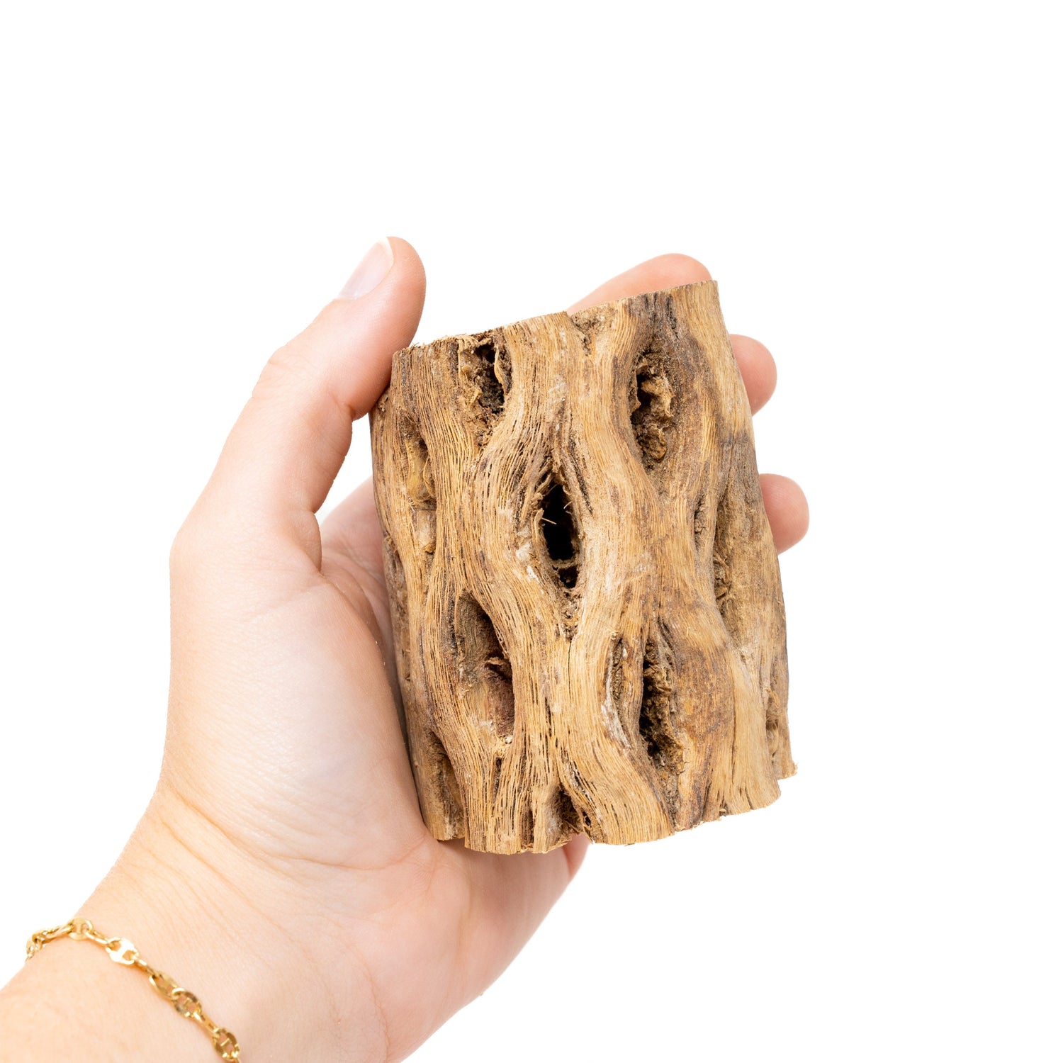 SALE - Natural Cholla Wood Containers with Assorted Tillandsia Air Plants - Set of 3 - 20% Off