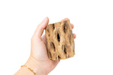 Natural Cholla Wood Container - 3 Inches Tall with Assorted Tillandsia Air Plants