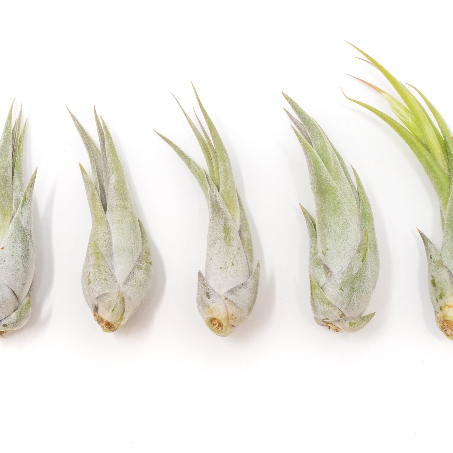 SALE - Tillandsia Circinata 'Paucifolia' Air Plants - Set of 10 or  20 - 60% Off