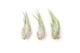 Tillandsia Circinata 'Paucifolia' Air Plants